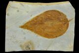 Fossil Hackberry (Celtis) Leaf - Montana #120797-1